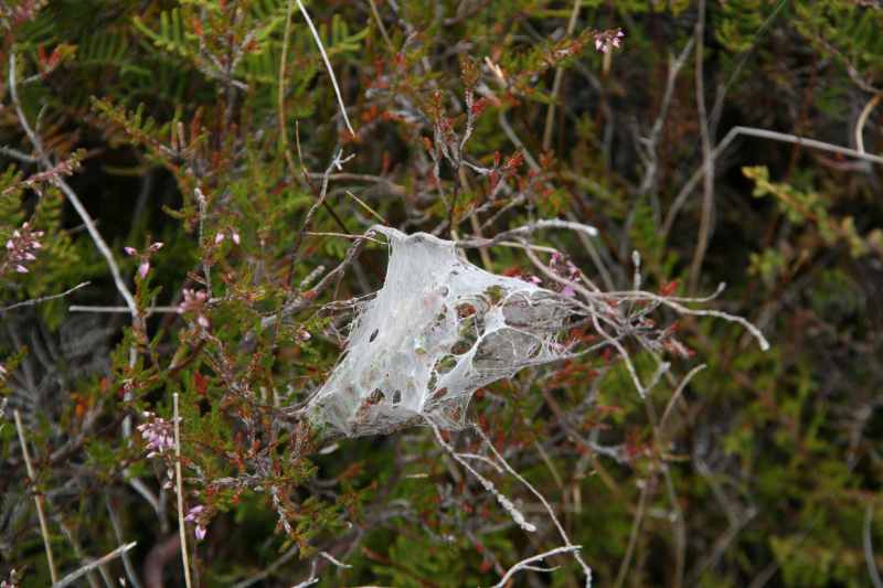 Nieuw-Zeeland 2011 - 0869